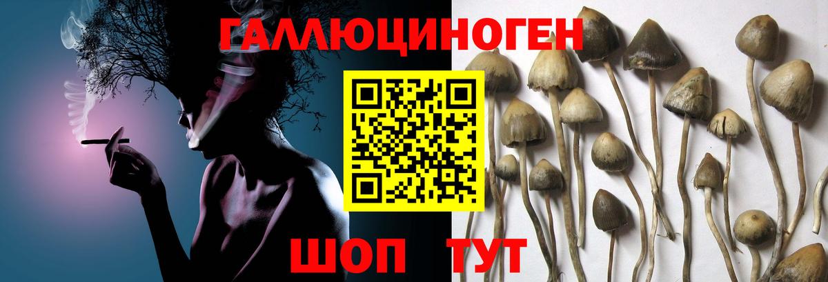 Галлюциногенные грибы прущие грибы Абакан